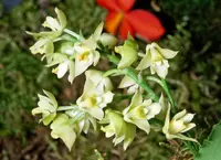 Powder Orchid