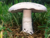 Meadow Mushroom