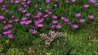 Hardy iceplant