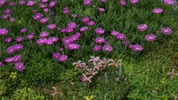 Hardy iceplant