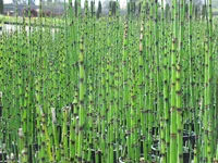 Rough horsetail (Equisetum hyemale) plant