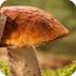 Scan result image