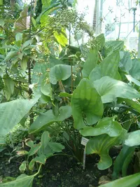 Aquarius grandiflorus (Aquarius grandiflorus) plant