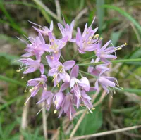 autumn onion