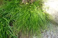 eastern star sedge