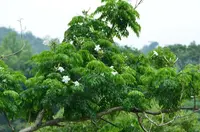 China Doll tree