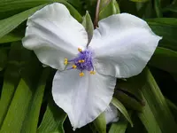 Spiderwort