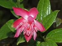 Cavendishia adenophora