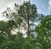 Caribbean Pine