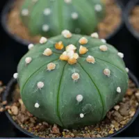 Star Cactus