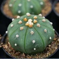 Star Cactus