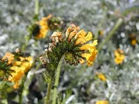 woolly breeches (Amsinckia spectabilis) plant