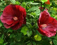 Hibiscus Summerific Cranberry Crush flowers