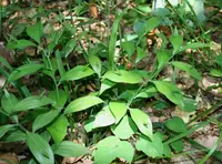 mouse thorn