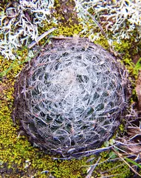 Spiderweb Haworthia