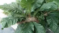 Anthurium Rancho Ruffles