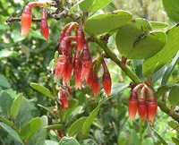 Macleania rupestris (Macleania rupestris) plant