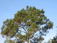 Michoacán Pine