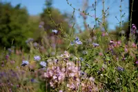Cichorium intybus outdoor