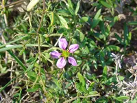Zygophyllum creticum