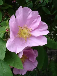 Amur rose (Rosa davurica) plant