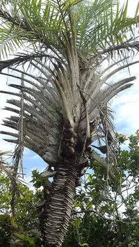 Ouricury palm