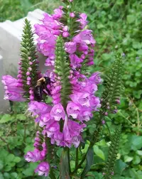 obedient plant (Physostegia virginiana) plant