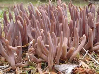 Purple Spindles
