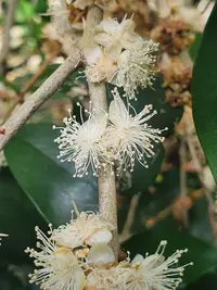 Eugenia uruguayensis