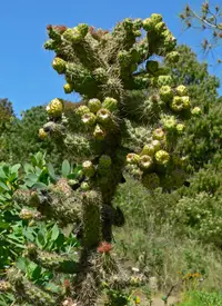 coastal cholla