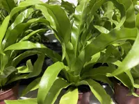 Asplenium antiquum