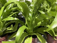 Asplenium antiquum