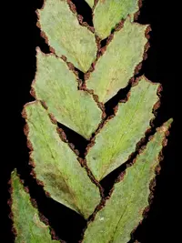 stalked maidenhair