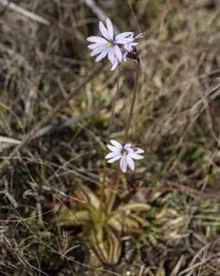 Chapman's butterwort