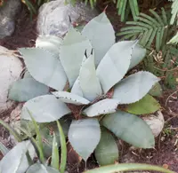 Artichoke agave