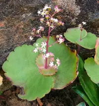 Fairybell Stonecrop
