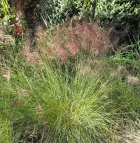 Pink muhly grass
