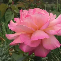 Rose (Rosa 'Chicago Peace') plant