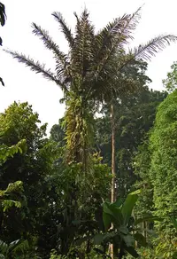 sugar palm (Arenga pinnata) plant