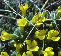 Androsace vitaliana (Androsace vitaliana) plant