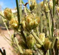 Torrey's jointfir (Ephedra torreyana) plant