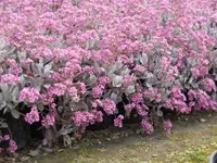 Kalanchoe pumila