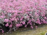 Kalanchoe pumila