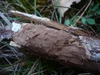 yew duster
