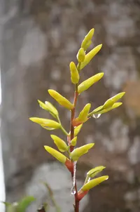 Vriesea rodigasiana (Vriesea rodigasiana) plant