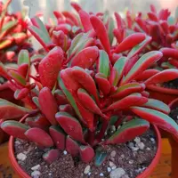 Peperomia graveolens plant