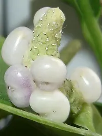 pearl laceleaf