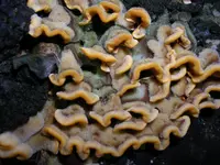 hairy curtain crust (Stereum hirsutum) plant