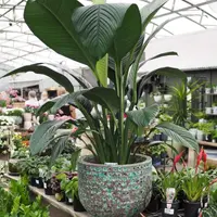 Peace Lily (Spathiphyllum Sensation) plant