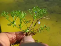 field burrweed (Soliva sessilis) plant